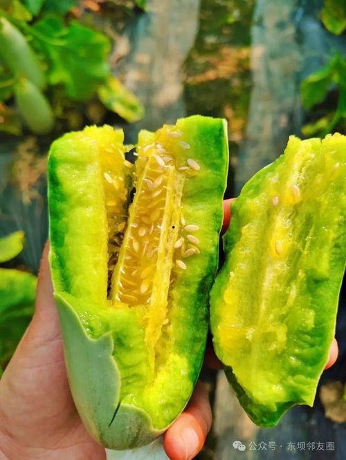 吃瓜群免费进,揭秘神秘社交圈背后的秘密  第2张