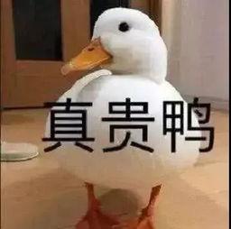 爆料鸭子吃药视频播放,网络热传鸭子吃药视频背后的真相  第2张