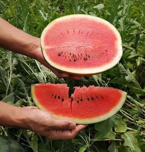 适合娱乐吃瓜的头像,吃瓜群众必备头像大集合  第1张